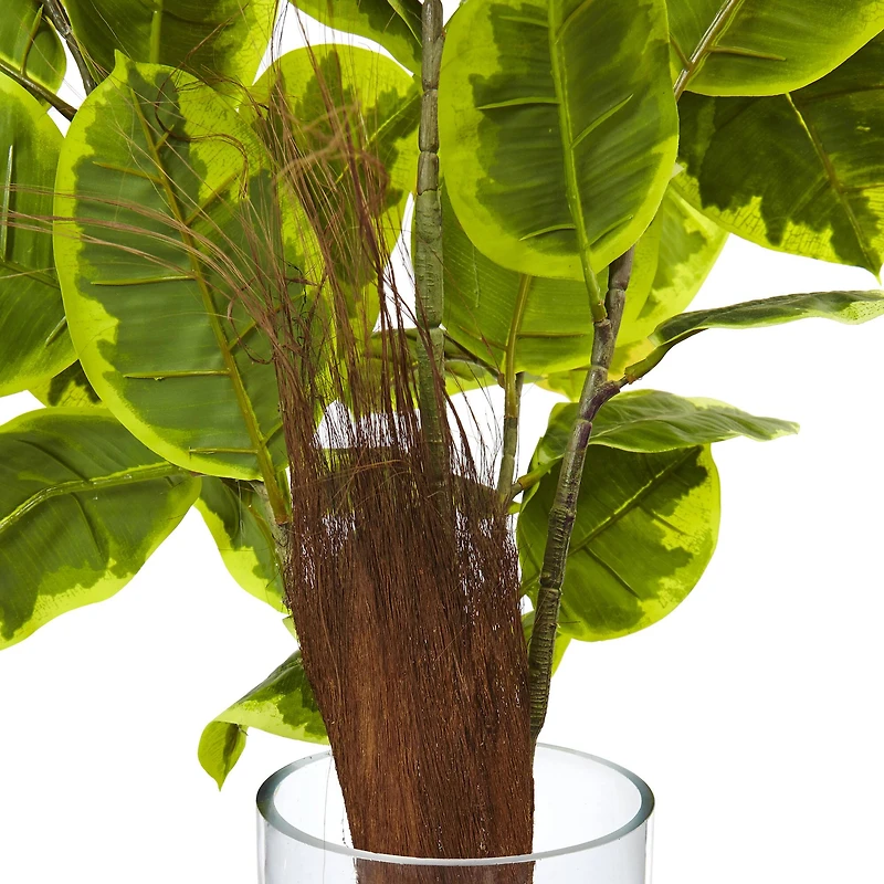 3ft. Rubber Leaf Plant in Glass Cylinder
