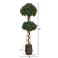 5.5ft. Sweet Bay Double Ball Topiary Tree in Ribbed Metal Planter