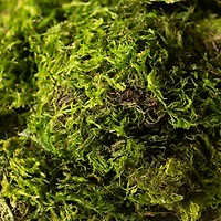 12 Pack: SuperMoss® Preserved Green Moss