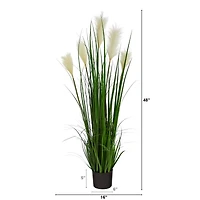 4ft. Potted Plume Grass Plant