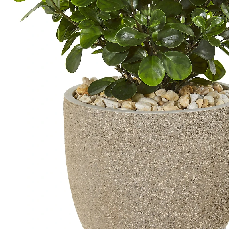 2.5ft. Peperomia Plant in Sand Stone Planter