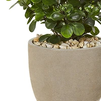 2.5ft. Peperomia Plant in Sand Stone Planter