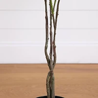 4ft. Pink Rose Tree in Black Pot