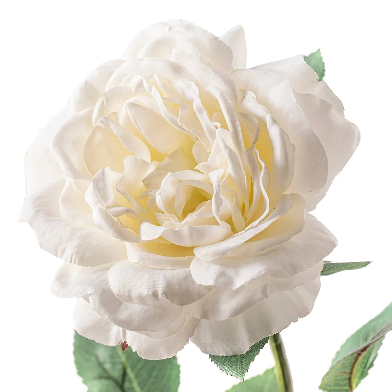 White Sophia Rose Stem by Ashland®