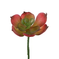 Flora Bunda® Red Small Echeveria Afterglow Succulent Pick, 12ct.