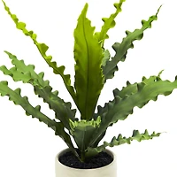 14" Java Fern in Wavy White Ceramic Pot by Ashland®
