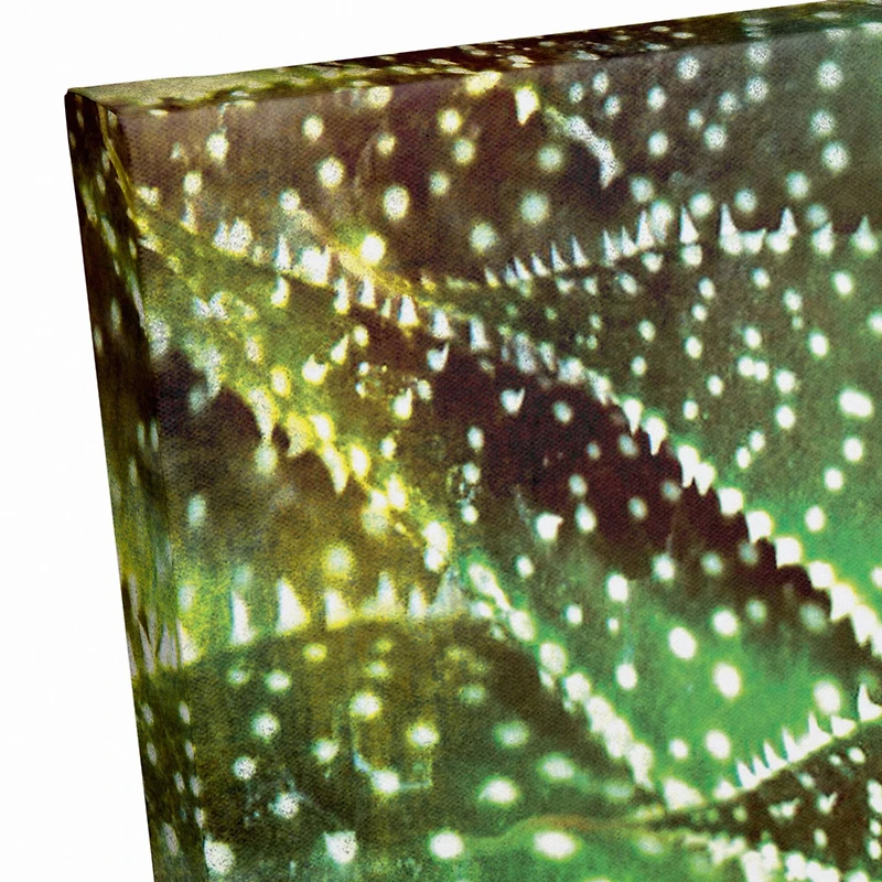 Spotty Succulent 20" x 16" Canvas Wall Art