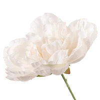 Cream Peony Bush by Ashland®