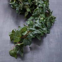 10 Pack: German Ivy Bush by Ashland®