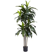 5ft. Potted Dracaena Plant