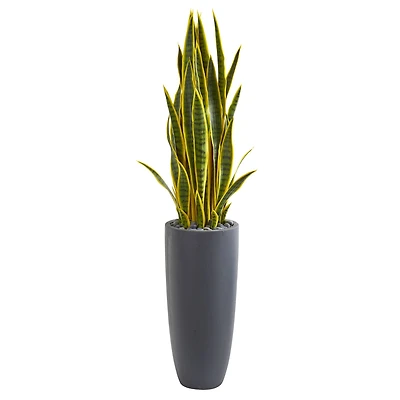 4.5ft. Sansevieria Plant in Gray Planter