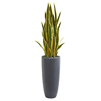 4.5ft. Sansevieria Plant in Gray Planter