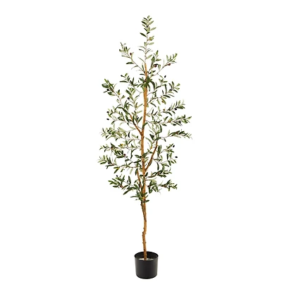 5.5ft. Potted Sparse Olive Tree