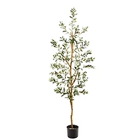 5.5ft. Potted Sparse Olive Tree