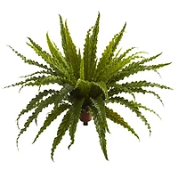 Asplenium Bush, 2ct.