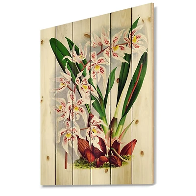 Designart - Vintage White Orchid Flower II