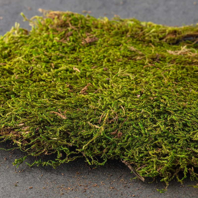Forest Green Preserved Moss by Ashland®