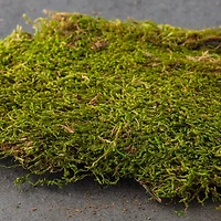 Forest Green Preserved Moss by Ashland®
