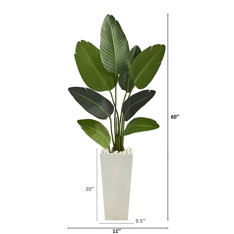 5ft. Travelers Palm Tree in Tall White Planter