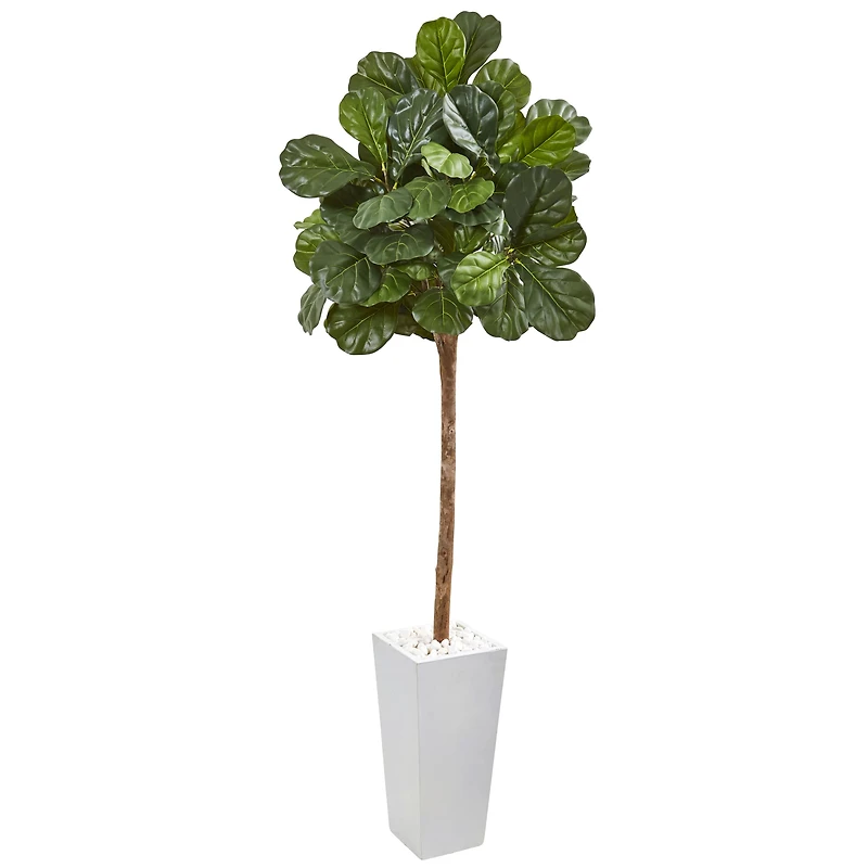 6.5ft. Fiddle Leaf Fig Tree in White Planter