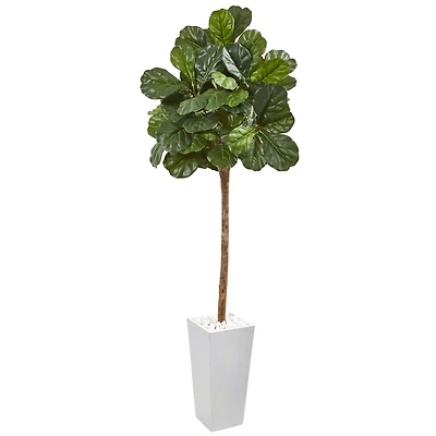 6.5ft. Fiddle Leaf Fig Tree in White Planter