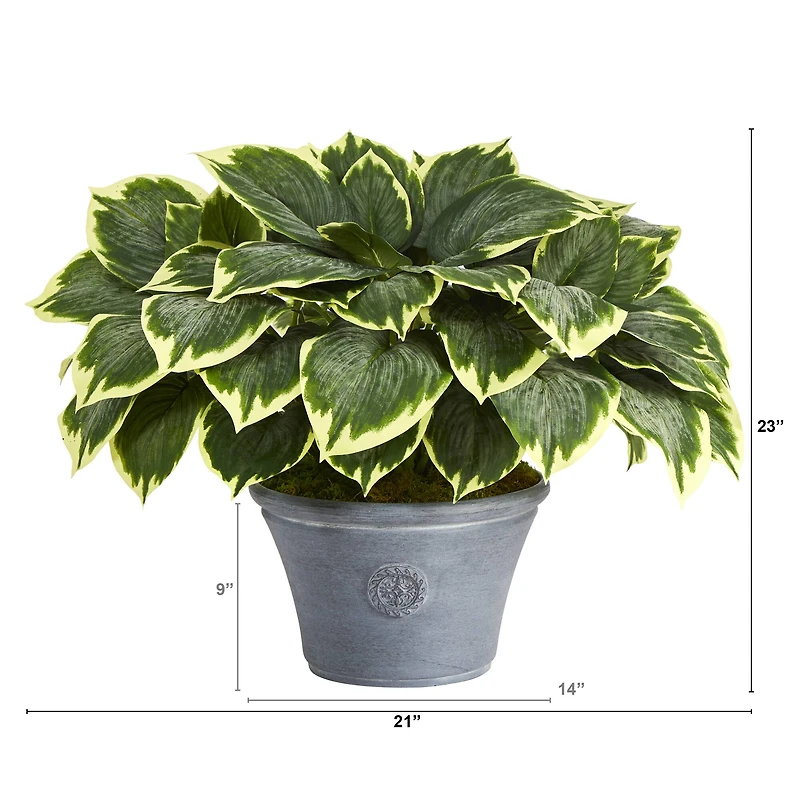 23" Variegated Hosta in Gray Planter