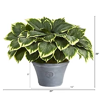 23" Variegated Hosta in Gray Planter