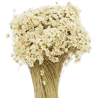 13" Natural Campo Flowers by Ashland®