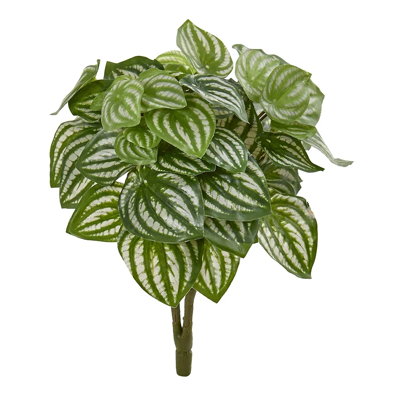 Watermelon Peperomia Plant, 6ct.