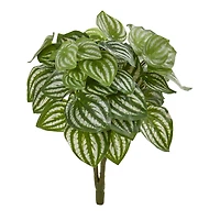Watermelon Peperomia Plant, 6ct.