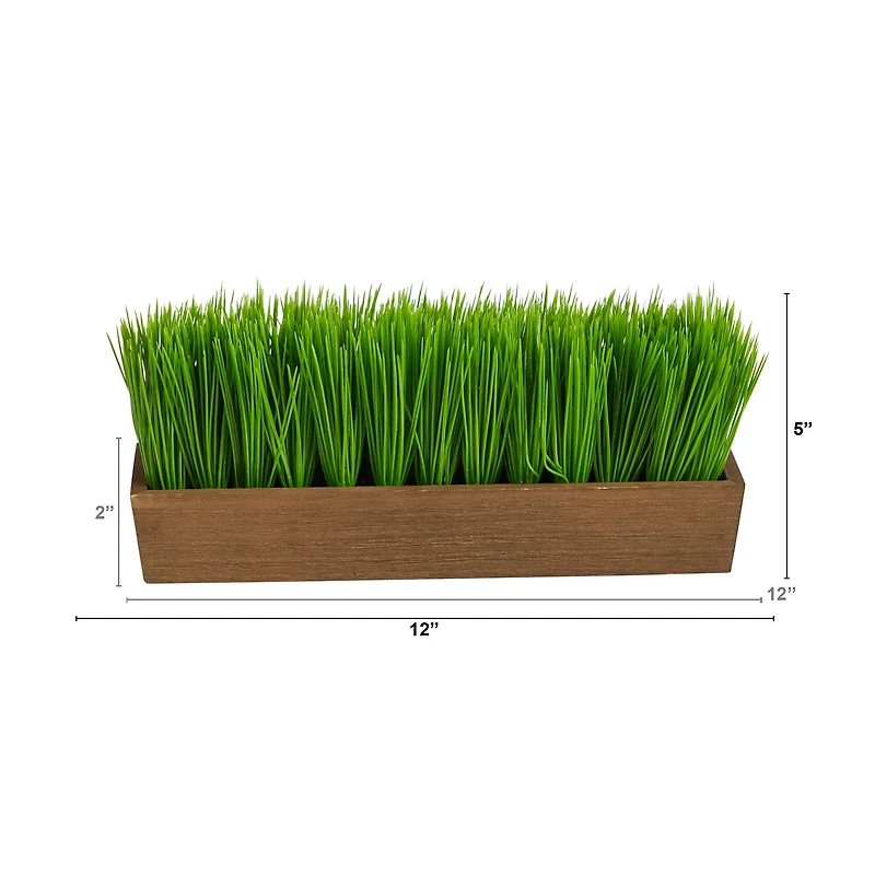 5" Grass Plant in Decorative Planter