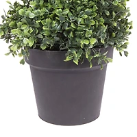 6ft. Potted Boxwood Spiral Tree