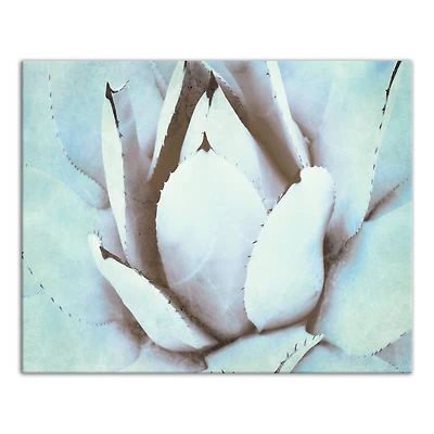 Green Succulent 20" x 16" Canvas Wall Art