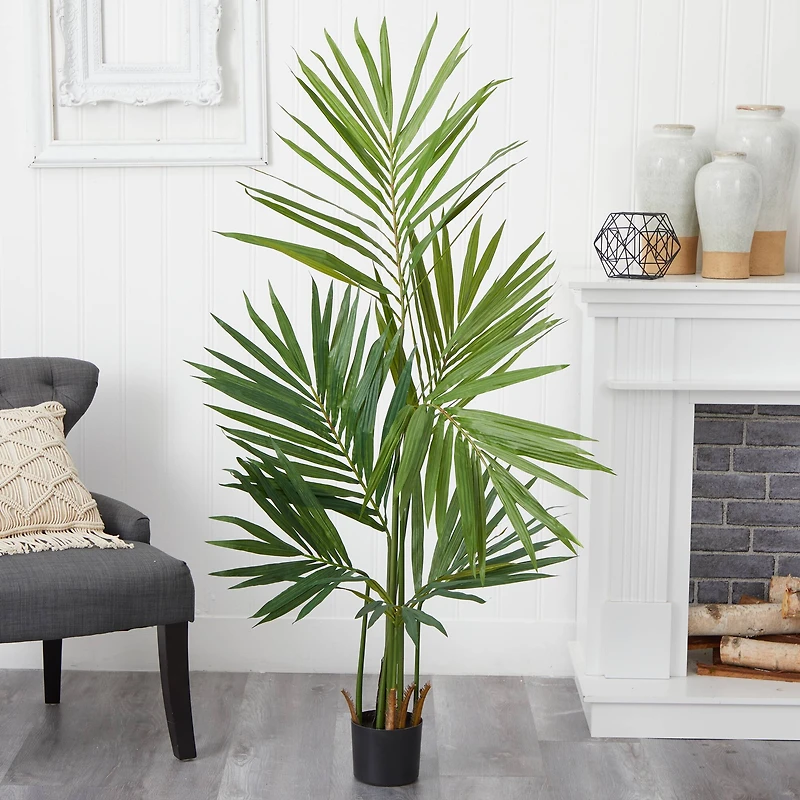 5ft. Potted Kentia Palm Tree
