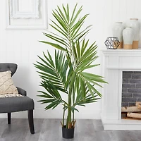 5ft. Potted Kentia Palm Tree