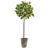 3ft. Potted Orange Tree