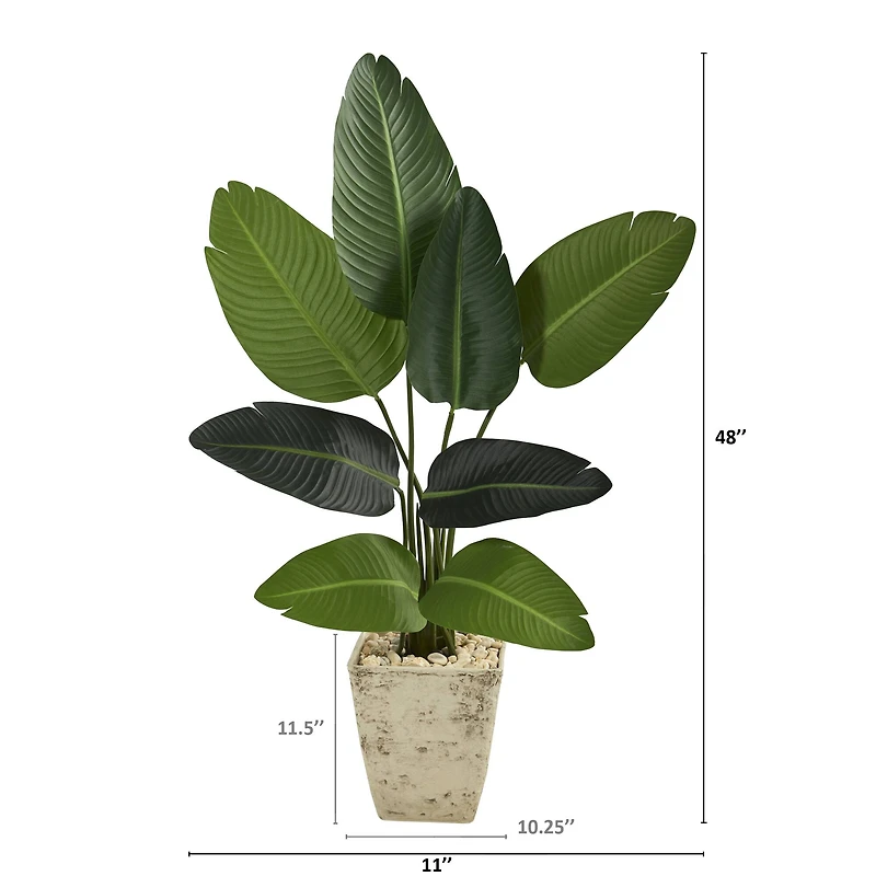 4ft. Travelers Palm Tree in Country White Planter