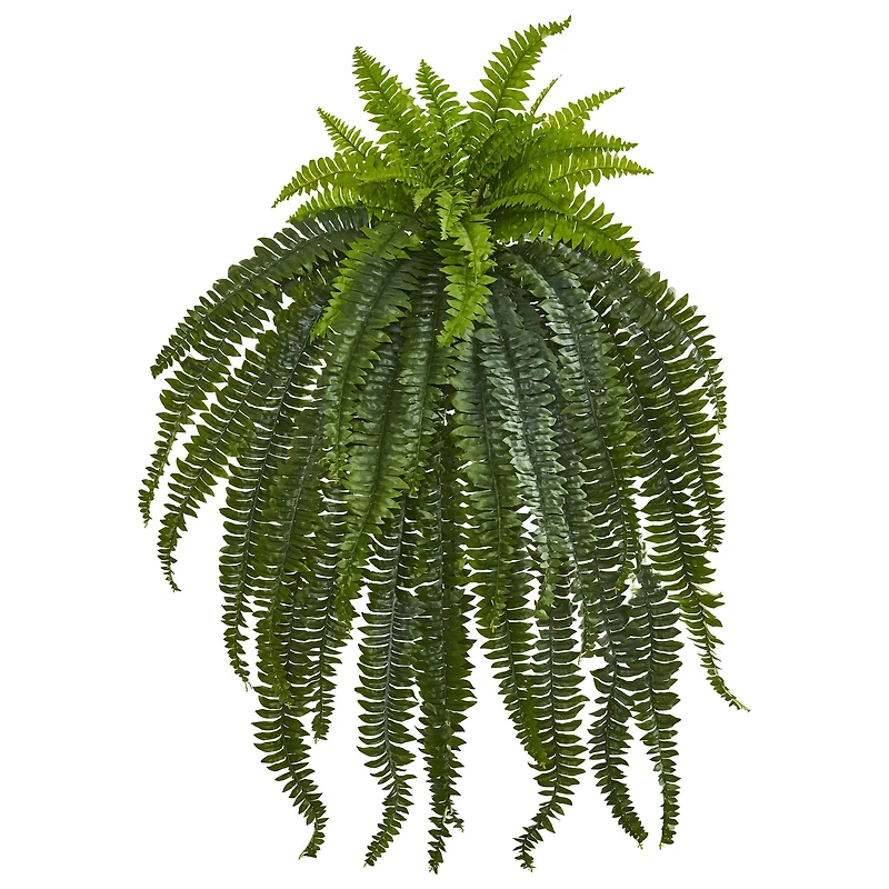 4ft. Boston Fern Plant