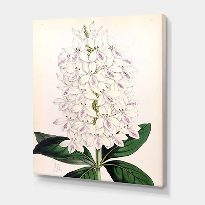 Designart - Vintage White Orchid III