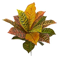 17" Garden Croton Plant, 6ct.