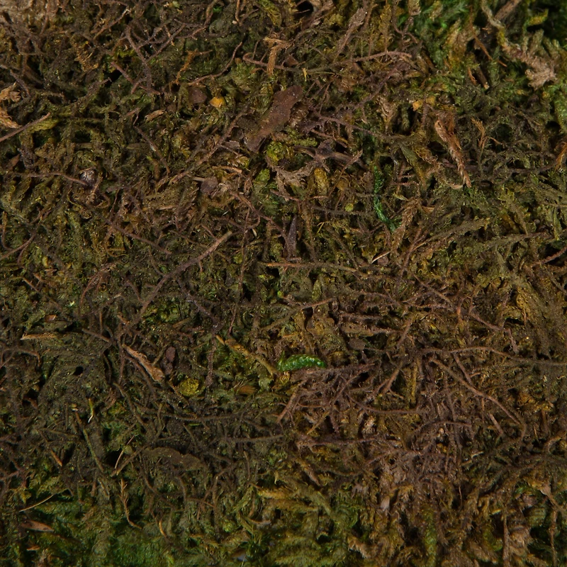 Preserved Green Sheet Moss Bulk Case