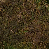 Preserved Green Sheet Moss Bulk Case