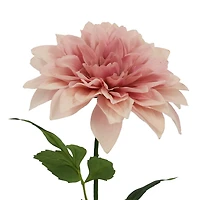 25" Pink Dahlia Real Touch Stem by Ashland®