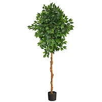 6ft. Potted Ficus Tree