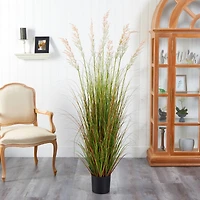 5.5ft. Potted Plume Grass
