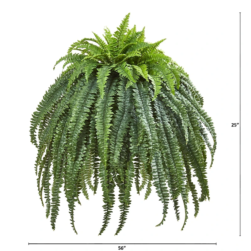 2ft. Giant Boston Fern in Cement Bowl