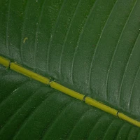 Hello Honey® 4ft. Potted Faux Banana Tree