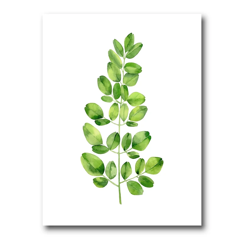 Designart - Moringa Branch Tropical Tree Foliage