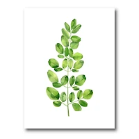 Designart - Moringa Branch Tropical Tree Foliage