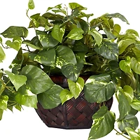 15" Potted Pothos Plant